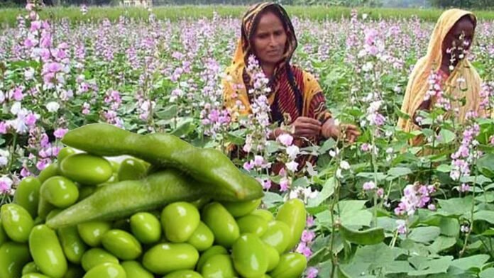শীতে শিম চাষ: জাত, পুষ্টিগুণ এবং জনসচেতনতা বৃদ্ধি